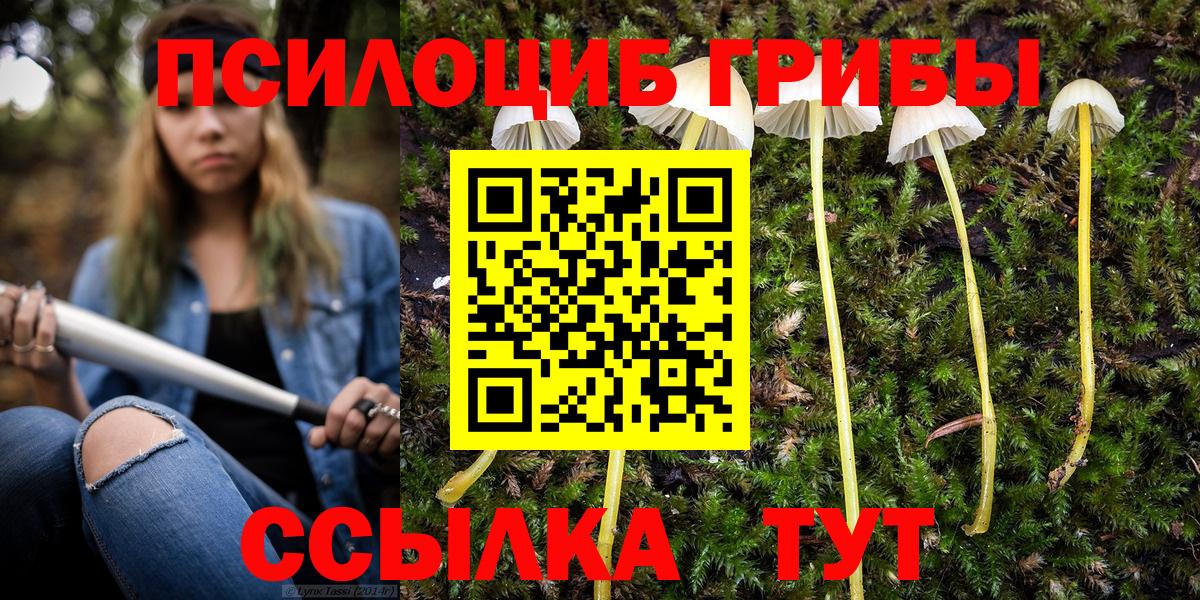 Псилоцибиновые грибы Psilocybe Казань